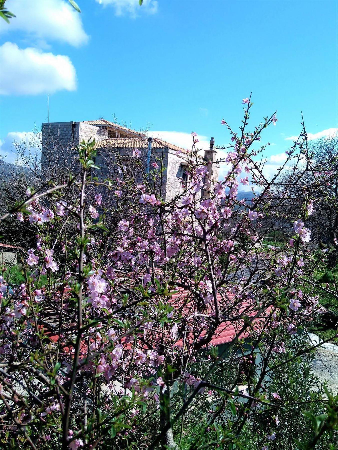 Villa Ermis - The Cretan Castello Kástellos Extérieur photo